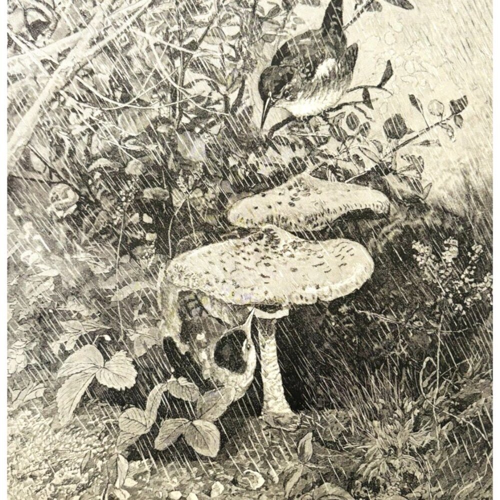 1886 Bird Hiding Under Mushrooms Wood Engraving Victorian Rain Nature DWKK27C